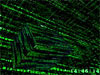 Download 3D Matrix Screensaver