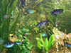More about Aqua 3D Screensaver